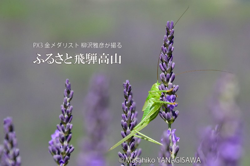 夏の飛騨高山(ラベンダー畑、バッタの幼虫)　撮影・柳沢雅彦