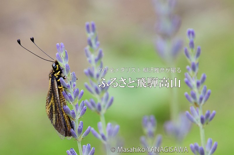 夏の飛騨高山(ラベンダー畑、キバネツノトンボ)　撮影・柳沢雅彦