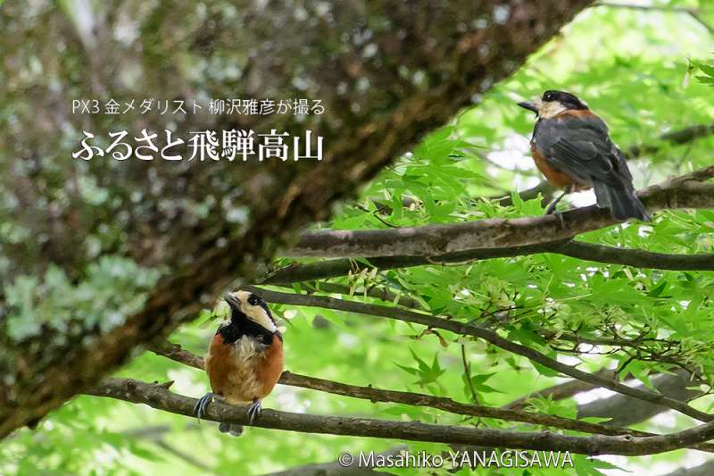 夏の飛騨高山(ヤマガラ)　撮影・柳沢雅彦