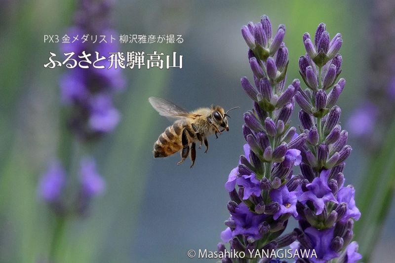 夏の飛騨高山(ラベンダー畑、ミツバチ)　撮影・柳沢雅彦