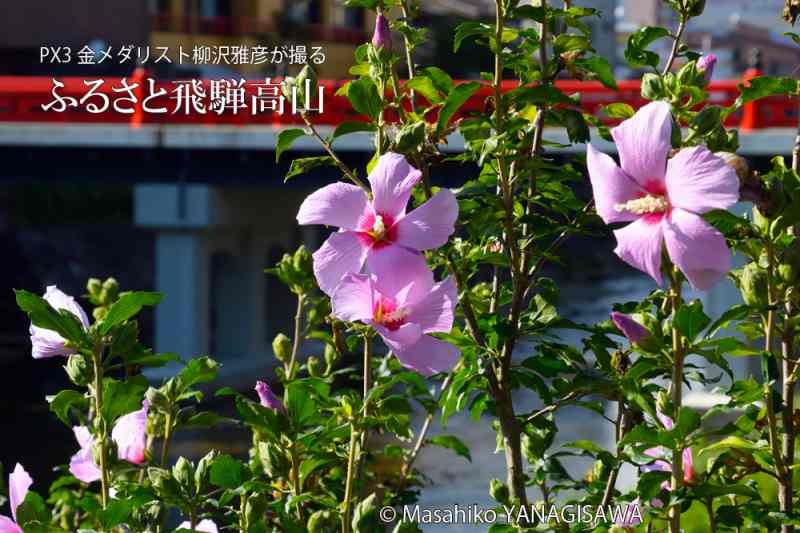 晩夏の飛騨高山(中橋周辺のムクゲ)　撮影・柳沢雅彦