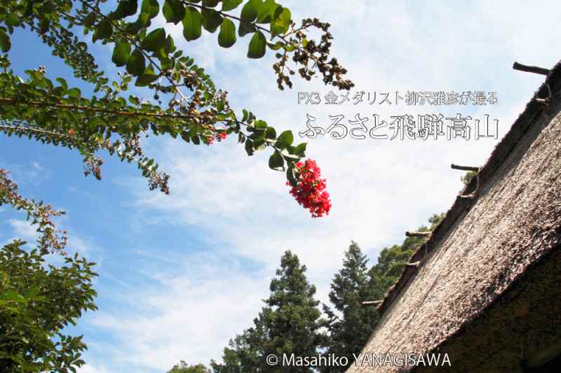 晩夏の飛騨高山(サルスベリ咲く合掌造り)　撮影・柳沢雅彦