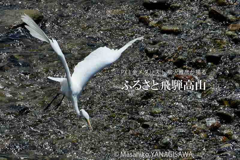 晩夏の飛騨高山(ダイサギ)　撮影・柳沢雅彦