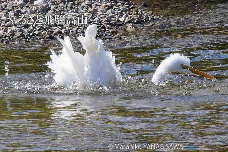 晩夏の飛騨高山(ダイサギの水浴び)　撮影・柳沢雅彦