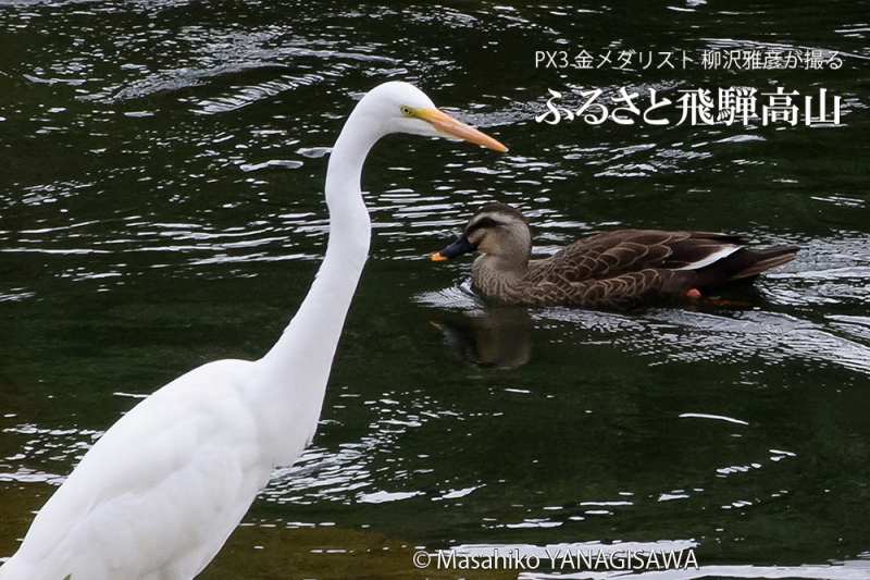 晩夏の飛騨高山(ダイサギ、カルガモ)　撮影・柳沢雅彦