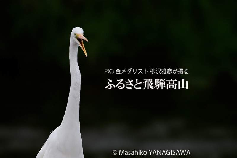 晩夏の飛騨高山(ダイサギの雄叫び)　撮影・柳沢雅彦