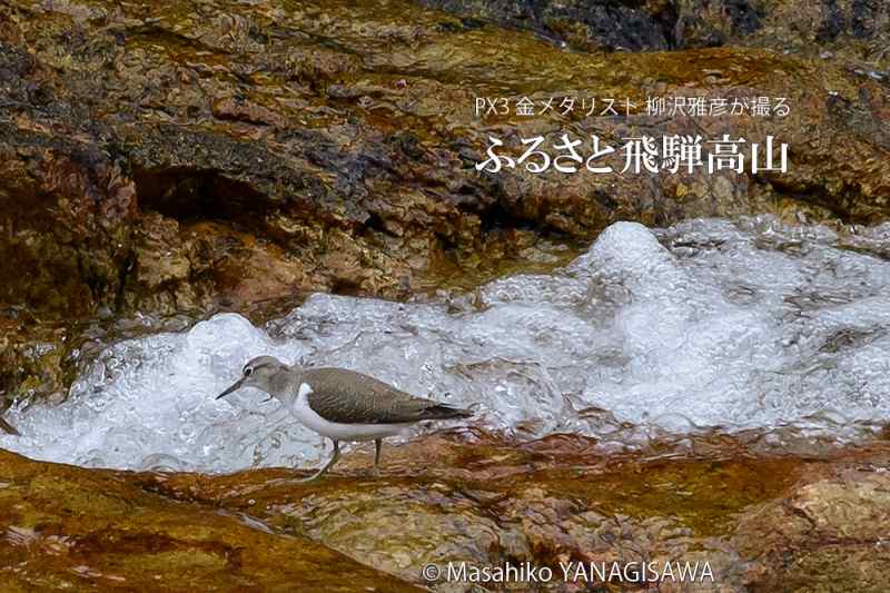 晩夏の飛騨高山(イソシギ)　撮影・柳沢雅彦