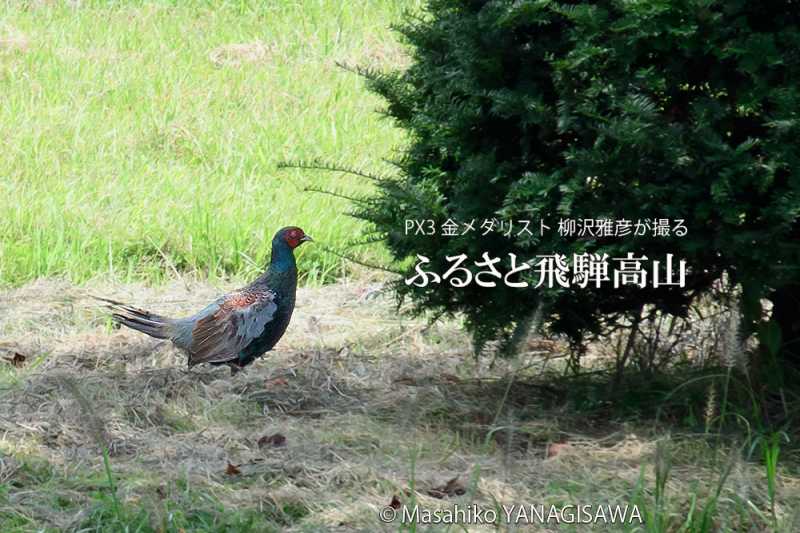 晩夏の飛騨高山(キジ)　撮影・柳沢雅彦