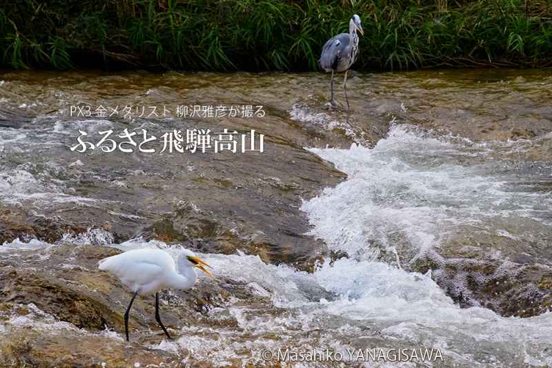 晩夏の飛騨高山(ライバル心むき出しのダイサギとアオサギ)　撮影・柳沢雅彦