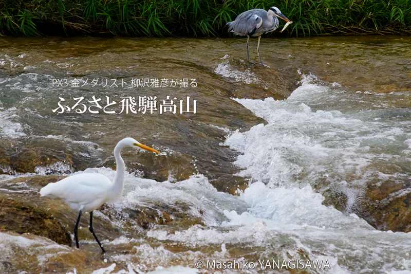 晩夏の飛騨高山(ライバル心むき出しのダイサギとアオサギ)　撮影・柳沢雅彦