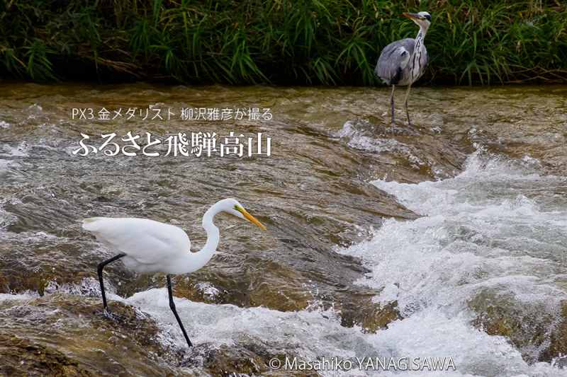 晩夏の飛騨高山(お互いが気になるダイサギとアオサギ)　撮影・柳沢雅彦