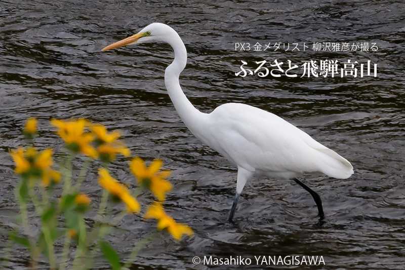 晩夏の飛騨高山(ダイサギ)　撮影・柳沢雅彦