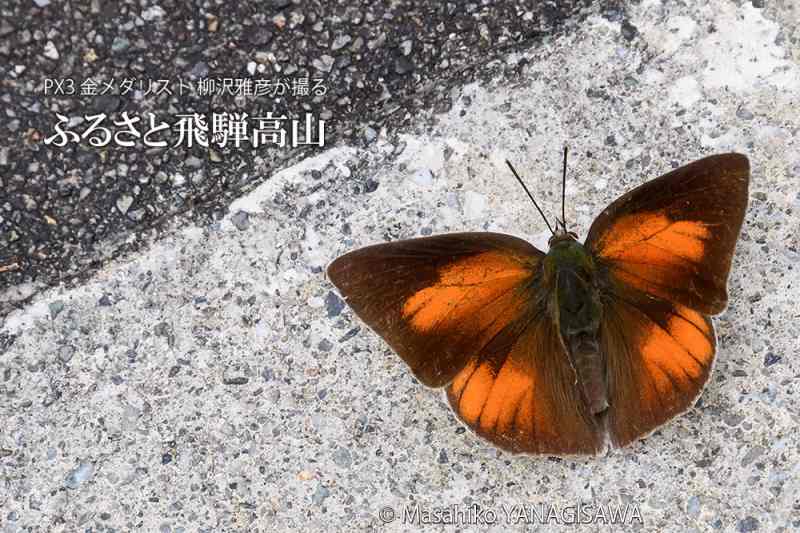 晩夏の飛騨高山(ウラギンシジミ)　撮影・柳沢雅彦