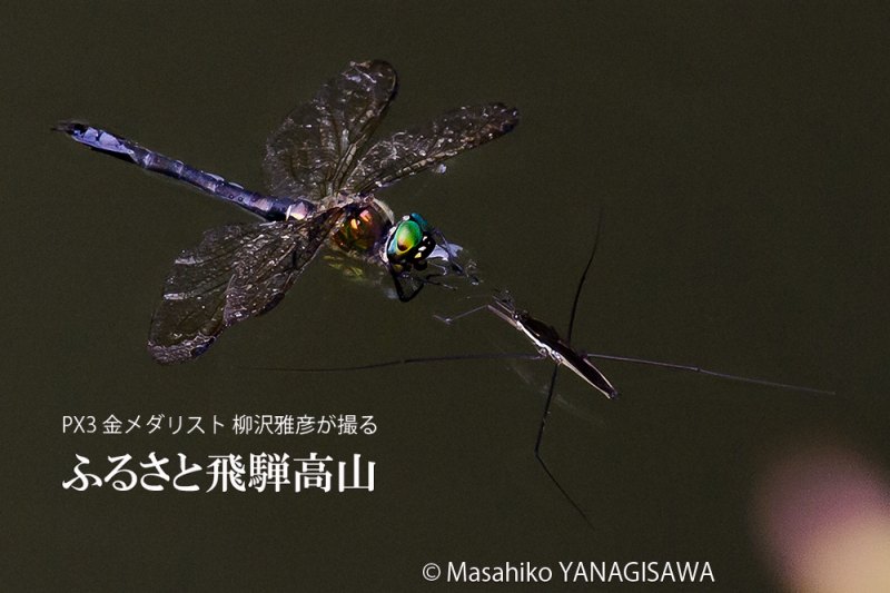 晩夏の飛騨高山(低空飛行してアメンボと衝突したトンボ)　撮影・柳沢雅彦