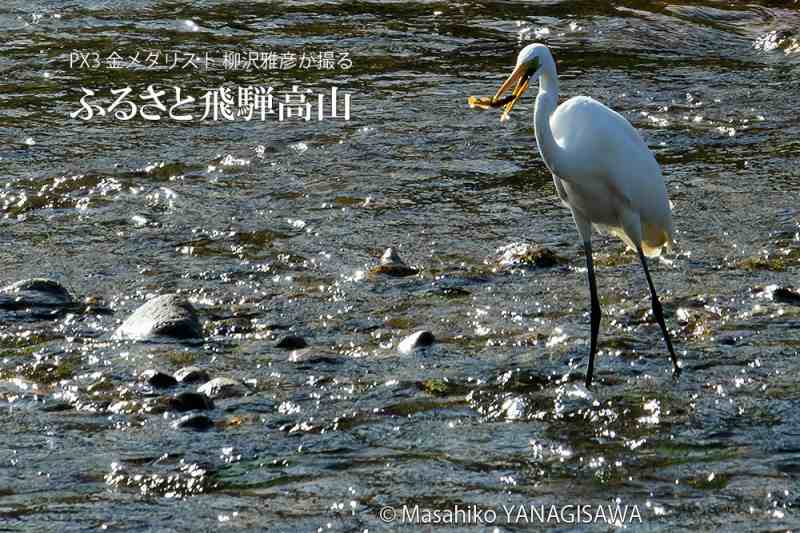 晩夏の飛騨高山(ダイサギ)　撮影・柳沢雅彦