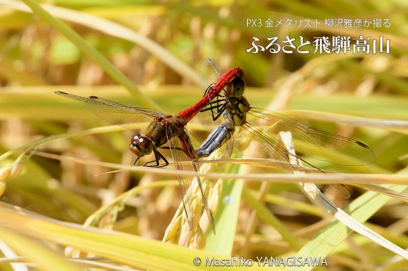 晩夏の飛騨高山(アキアカネの交尾)　撮影・柳沢雅彦