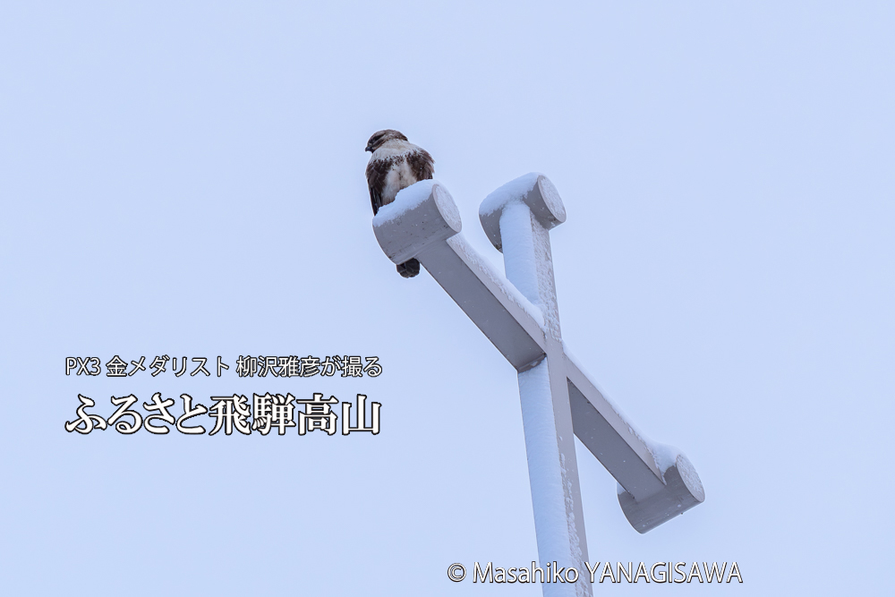 飛騨高山に棲むノスリの写真です。