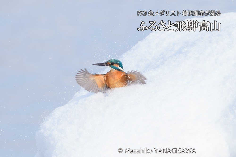 飛騨高山に棲むカワセミの写真です。