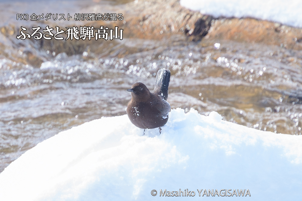 飛騨高山に棲むカワガラスの写真です。