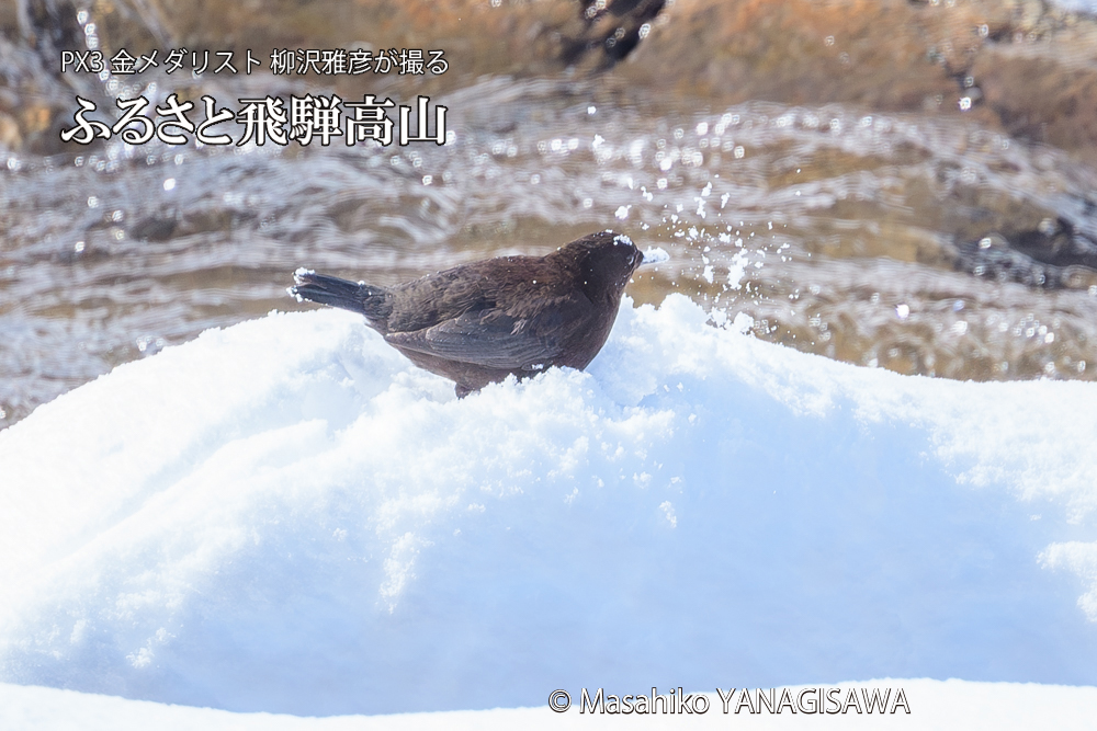 飛騨高山に棲むカワガラスの写真です。