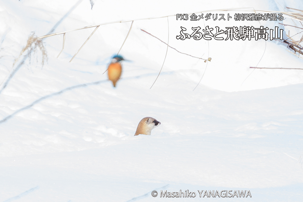 飛騨高山に棲むカワセミとイタチの写真です。