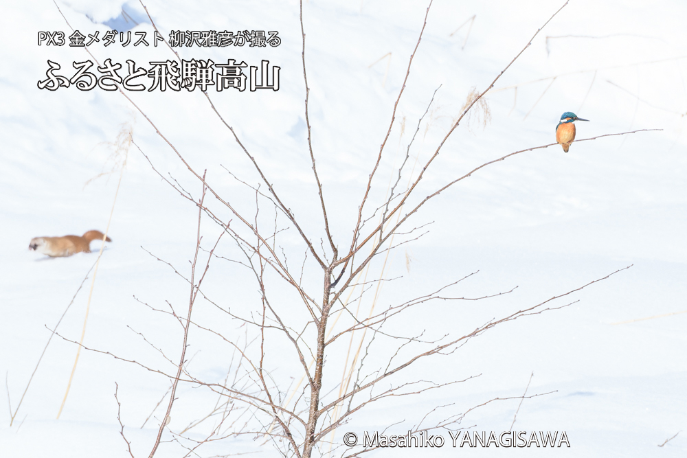 飛騨高山に棲むカワセミとイタチの写真です。