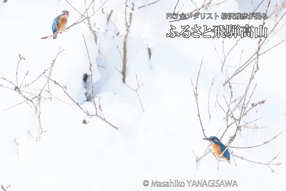 飛騨高山に棲むカワセミとジョウビタキの写真です。