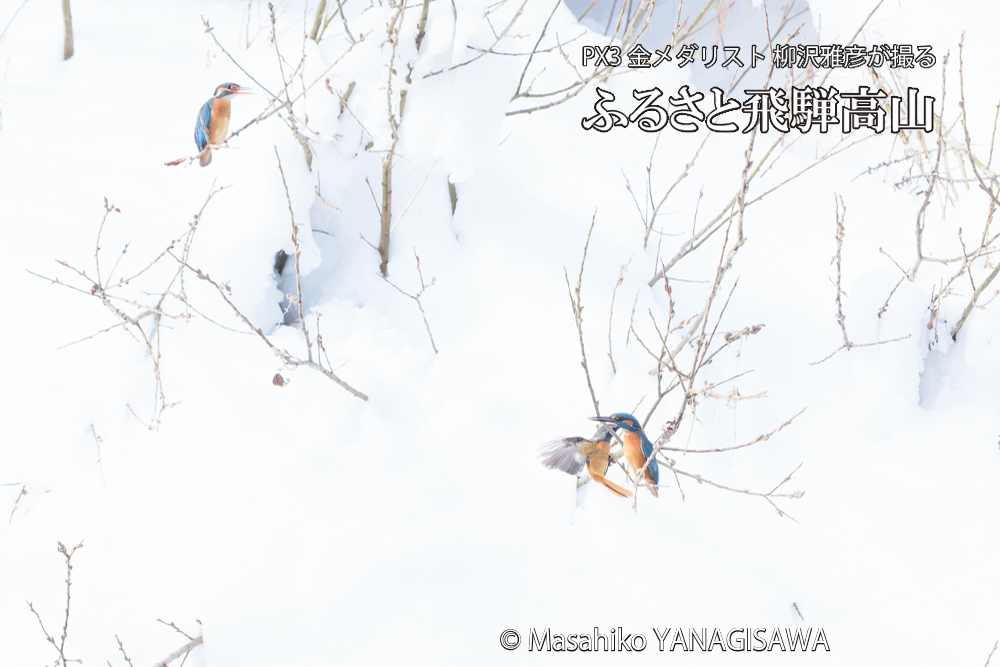 飛騨高山に棲むカワセミとジョウビタキの写真です。