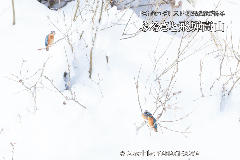 飛騨高山に棲むカワセミとジョウビタキの写真です。