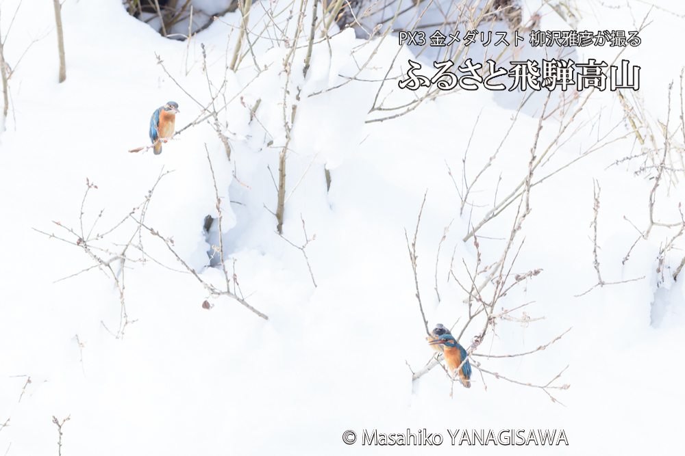 飛騨高山に棲むカワセミとジョウビタキの写真です。