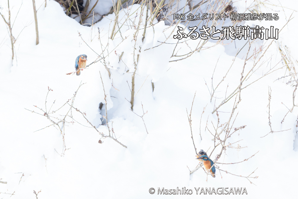 飛騨高山に棲むカワセミとジョウビタキの写真です。
