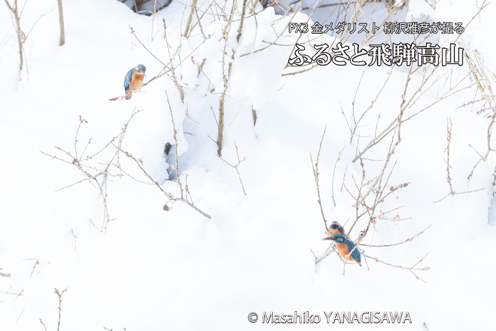 飛騨高山に棲むカワセミとジョウビタキの写真です。