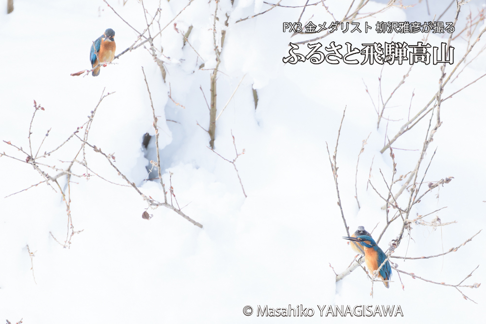 飛騨高山に棲むカワセミとジョウビタキの写真です。