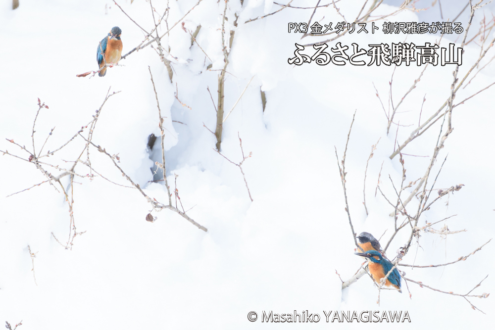 飛騨高山に棲むカワセミとジョウビタキの写真です。