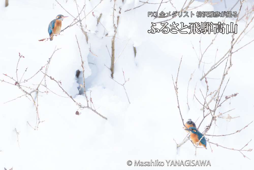 飛騨高山に棲むカワセミとジョウビタキの写真です。
