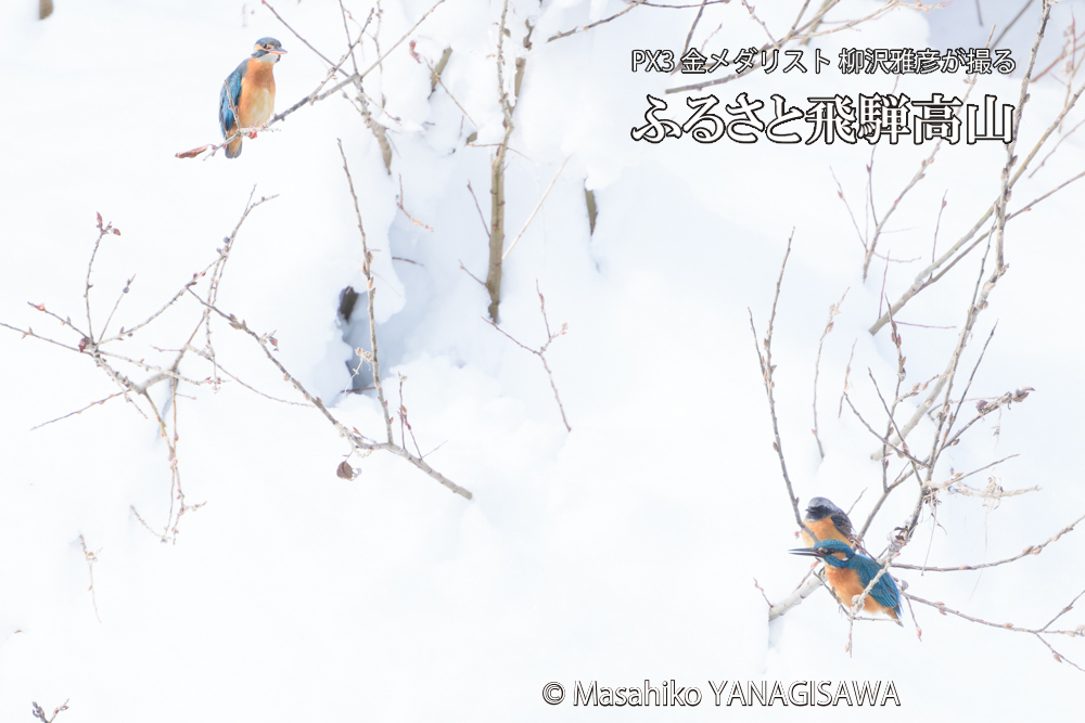 飛騨高山に棲むカワセミとジョウビタキの写真です。