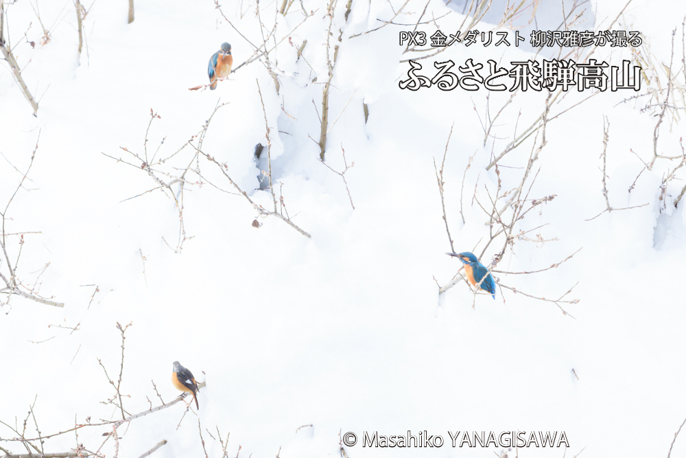 飛騨高山に棲むカワセミとジョウビタキの写真です。