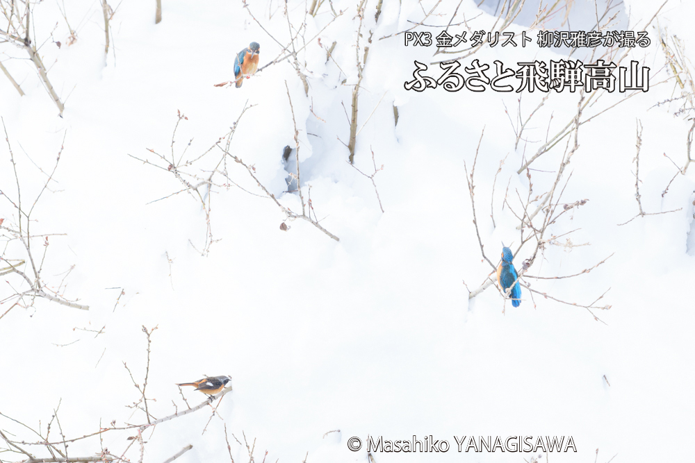 飛騨高山に棲むカワセミとジョウビタキの写真です。
