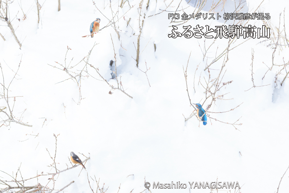 飛騨高山に棲むカワセミとジョウビタキの写真です。