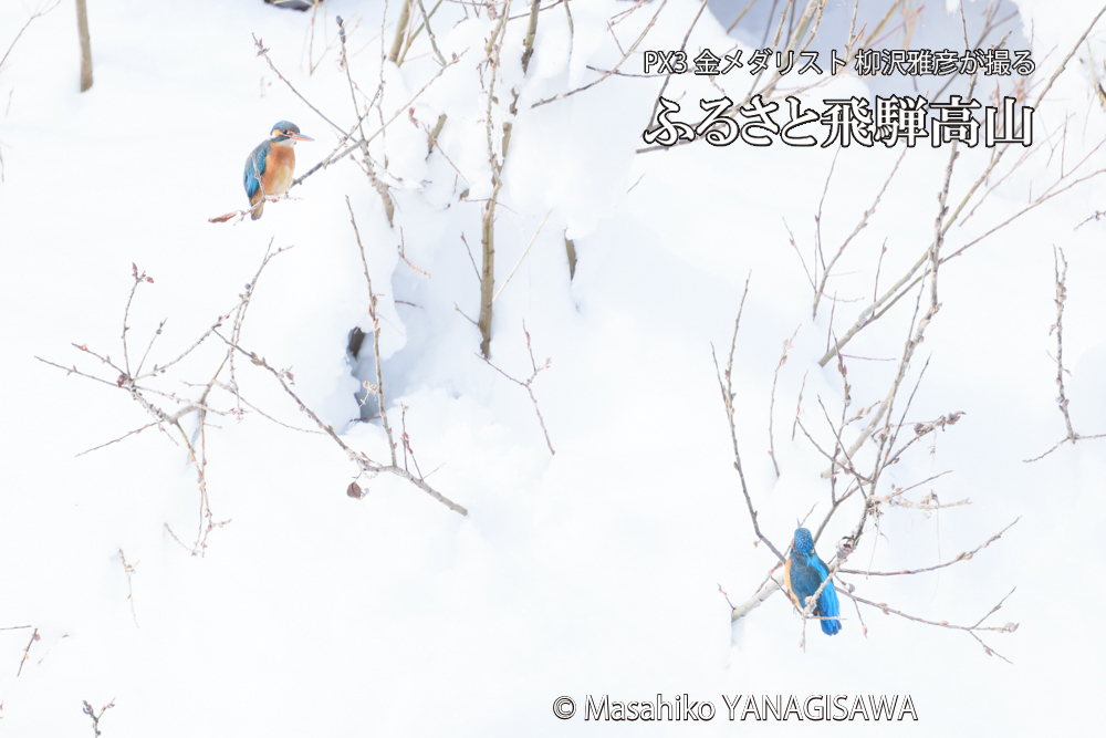飛騨高山に棲むカワセミの写真です。