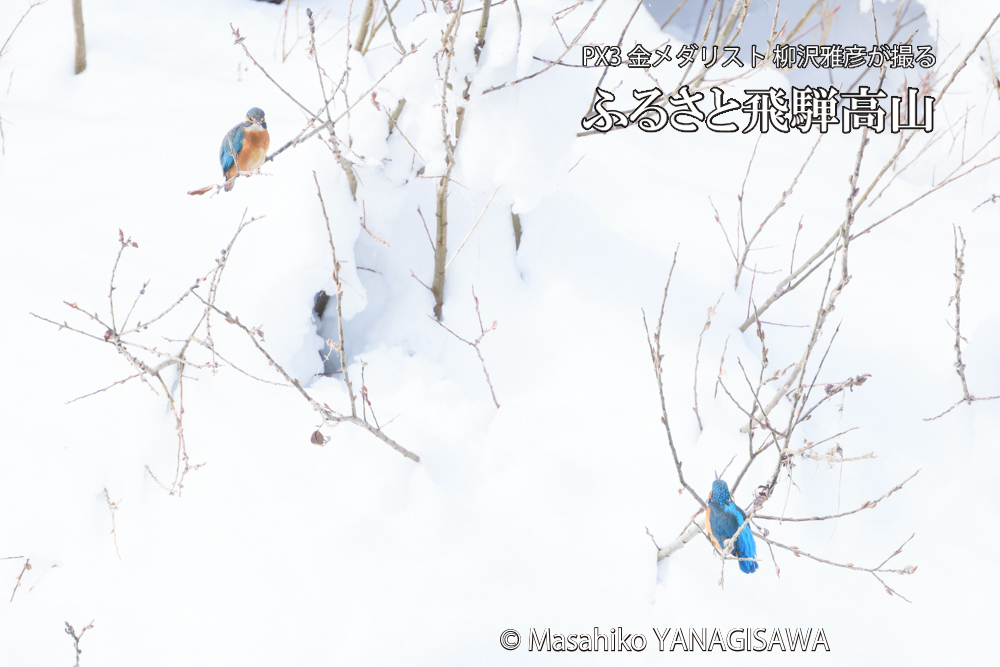 飛騨高山に棲むカワセミの写真です。