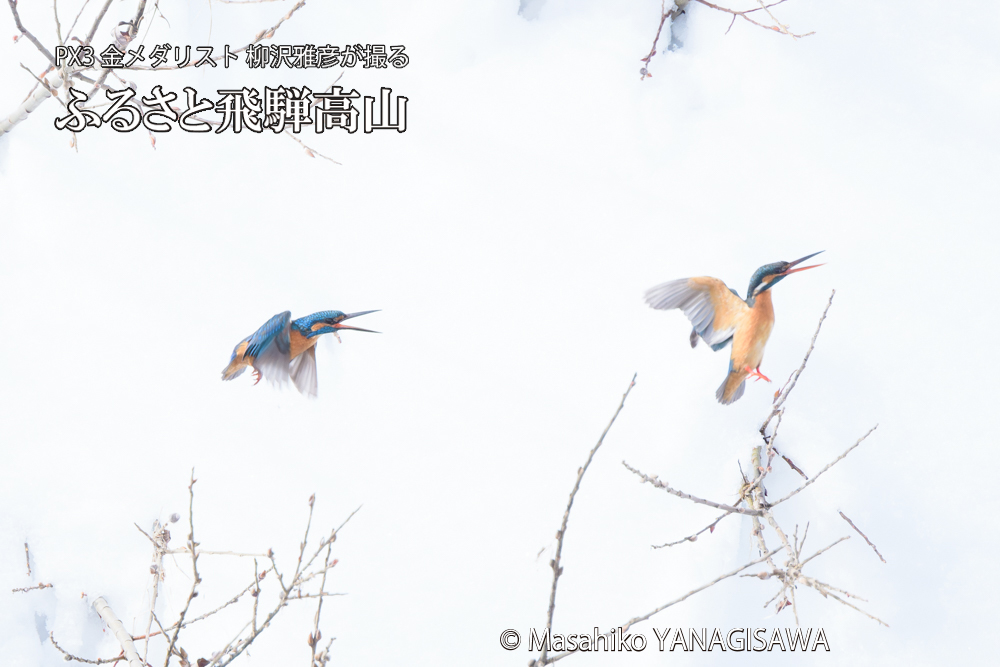 飛騨高山に棲むカワセミの写真です。