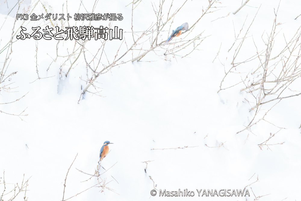 飛騨高山に棲むカワセミの写真です。