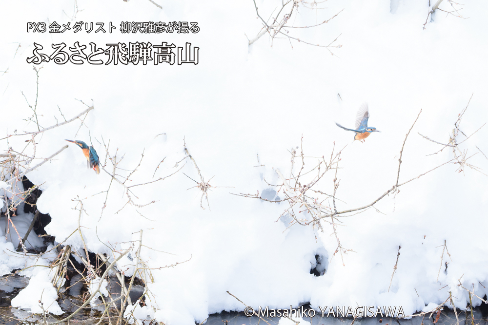 飛騨高山に棲むカワセミの写真です。