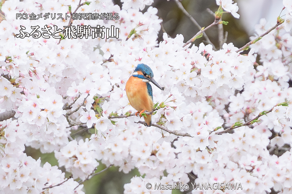 飛騨高山に棲むカワセミと満開の桜の写真です。