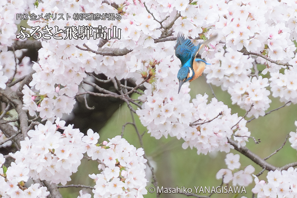 飛騨高山に棲むカワセミと満開の桜の写真です。