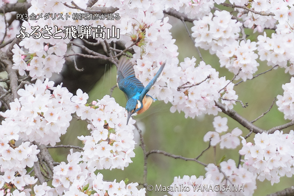 飛騨高山に棲むカワセミと満開の桜の写真です。