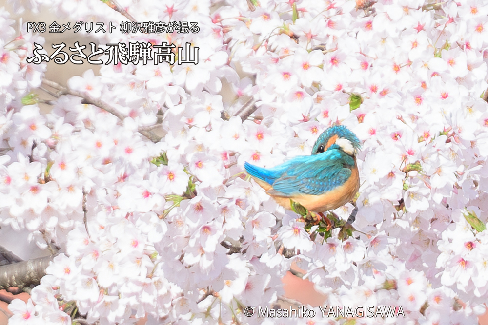 飛騨高山に棲むカワセミと満開の桜の写真です。