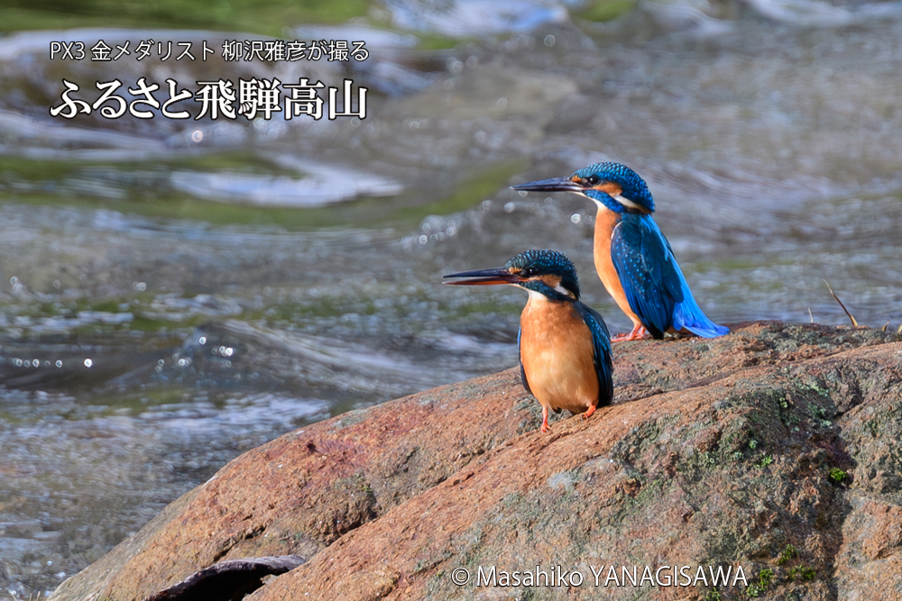 飛騨高山に棲むカワセミの写真です。