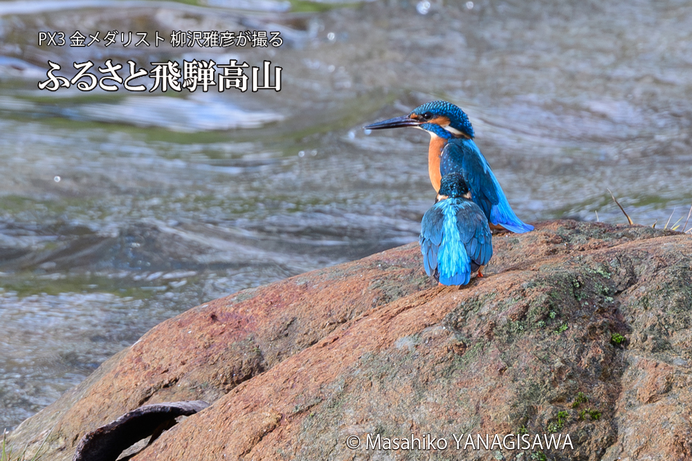 飛騨高山に棲むカワセミの写真です。